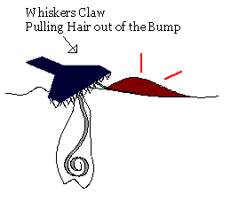 Whiskers Claw Step 2